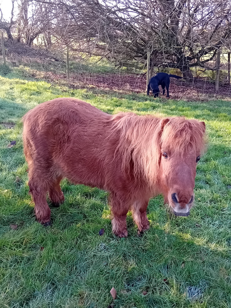 Pony smiling